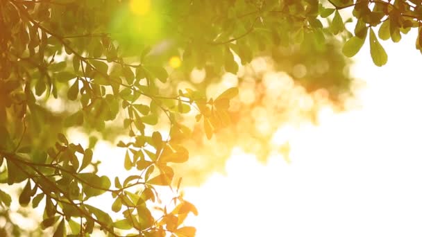 Bellissimo tramonto fuori fuoco. Sole splende attraverso il soffio sulle foglie dell'albero del vento — Video Stock