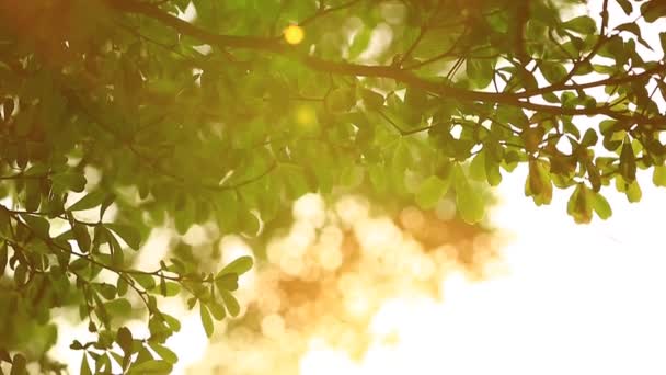 Bellissimo tramonto fuori fuoco. Sole splende attraverso il soffio sulle foglie dell'albero del vento — Video Stock