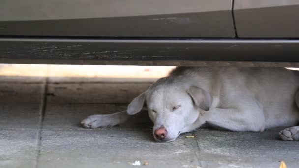 Close-up shot van een moe en slaperig onder de auto — Stockvideo