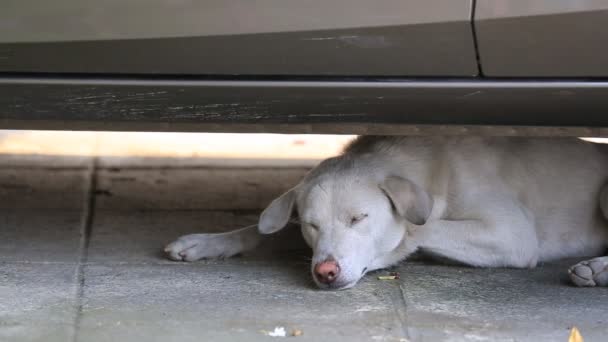 Close up shot of a tired and sleepy under the car — Stock Video