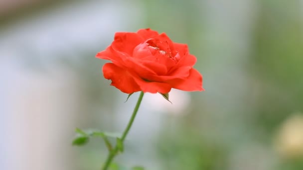 Red brier rose flower on bush — Stock Video