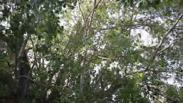 Couper le soleil à travers les grands arbres verts 