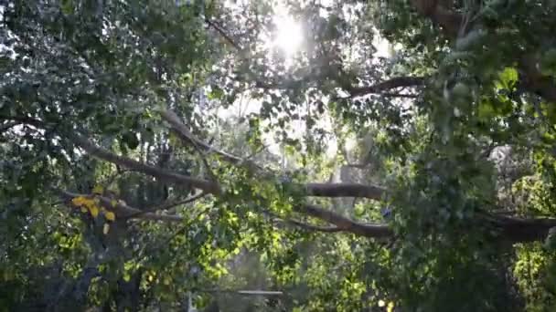 Couper le soleil à travers les grands arbres verts 
