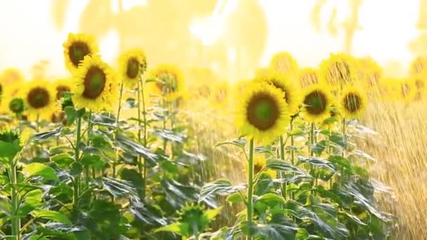 Lapangan bunga matahari selama percikan air dengan matahari terbenam, kamera Pan — Stok Video