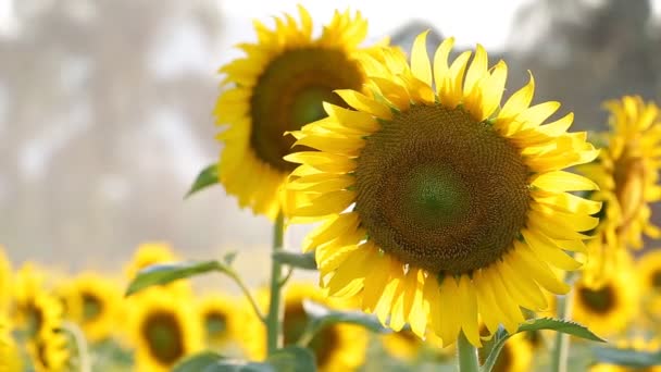 Campo de girasol durante la aspersión de agua, cámara Pan — Vídeos de Stock