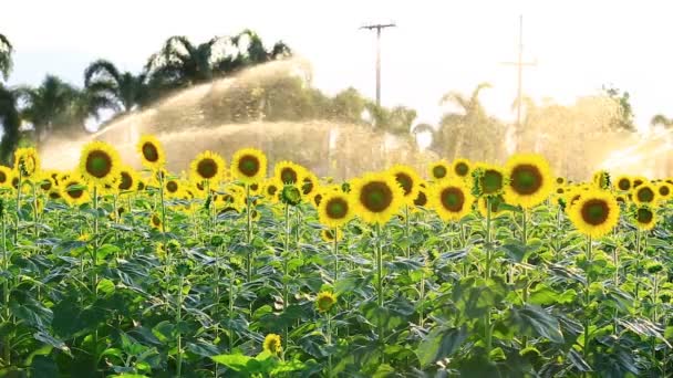 Соняшникове поле під час розбризкування води, Панорамна камера — стокове відео