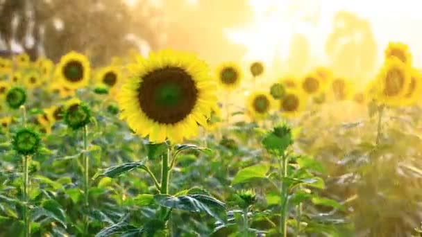 Campo de girasol durante la aspersión de agua con puesta de sol, cámara Pan — Vídeos de Stock