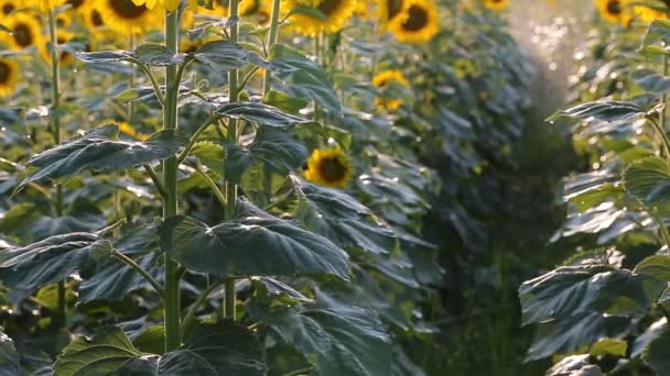 Sonnenblumenfeld bei Sonnenuntergang, Kamera hochklappen — Stockvideo