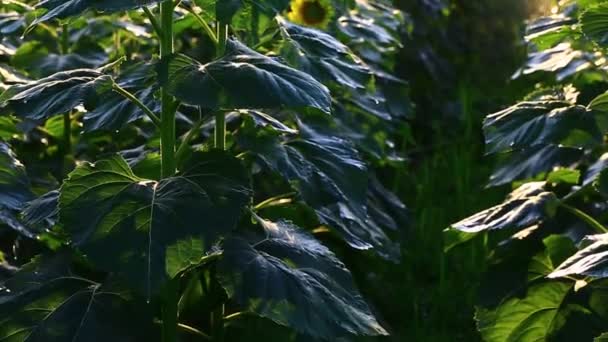 Campo di girasole durante il tramonto, Tilt up camera — Video Stock