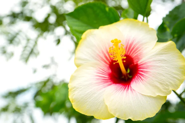 Blühen der gelben Hibiskusblüte — Stockfoto