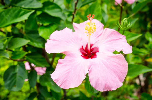 Blooming of pink hibiscus flower — Stock Photo, Image