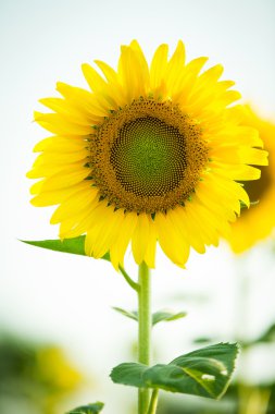 Güneş çiçeğine yaklaş 