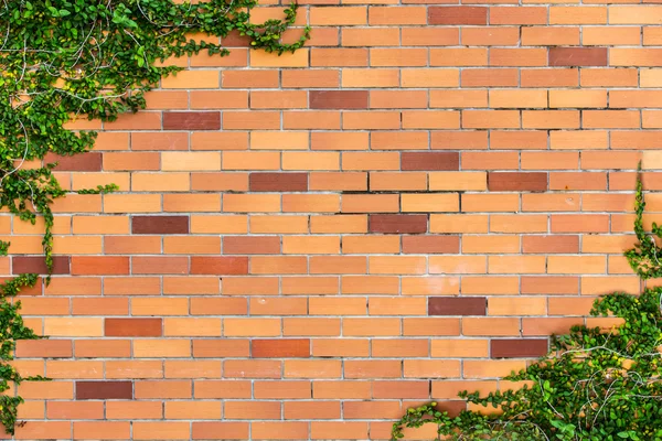 Leaves on brick wall for wallpaper — Stock Photo, Image