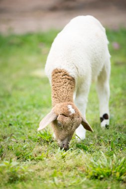 Sheep eating in the farm clipart