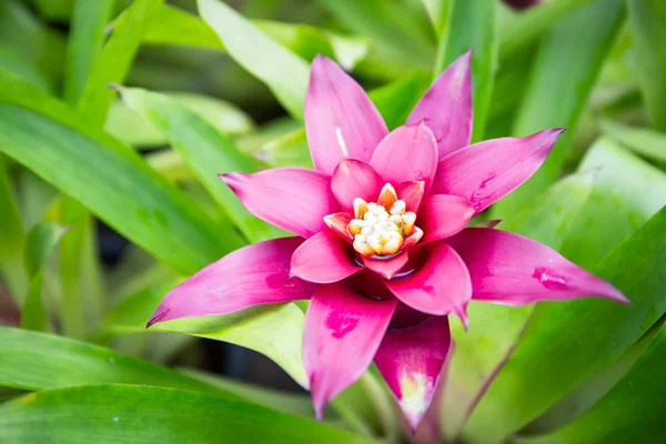 Ροζ bromeliad — Φωτογραφία Αρχείου