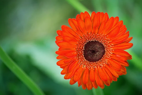 Red flower — Stock Photo, Image