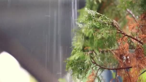 Hoja con gota de agua de lluvia a tierra  , — Vídeo de stock