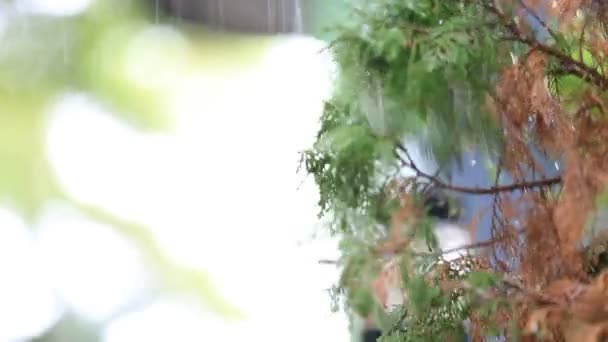 Hoja con gota de agua de lluvia a tierra  , — Vídeos de Stock