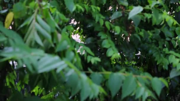 Pequeño chico asiático regando el árbol, de pie a la sombra de un árbol en el jardín — Vídeo de stock