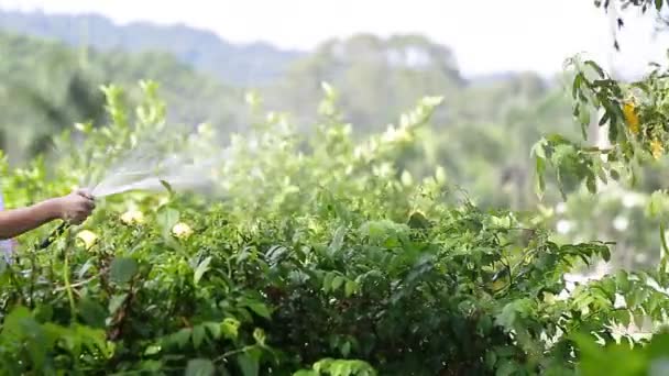 Aziatische jongetje drenken de boom, permanent in de schaduw van een boom in de tuin — Stockvideo