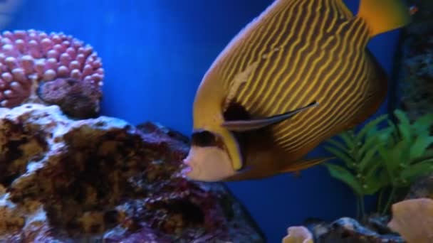 Vissen in een aquarium — Stockvideo