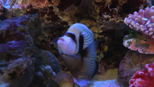 Fish in an aquarium is cleaning body by shrimp — Stock Video