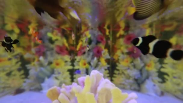 Poisson de fantaisie dans un aquarium 