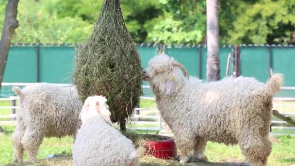 Grupo de ovejas jóvenes comiendo heno en un granero — Vídeos de Stock