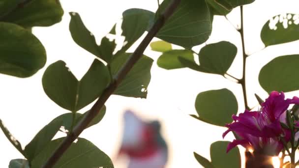 Närbild av rosa blommor dolly skjuta — Stockvideo