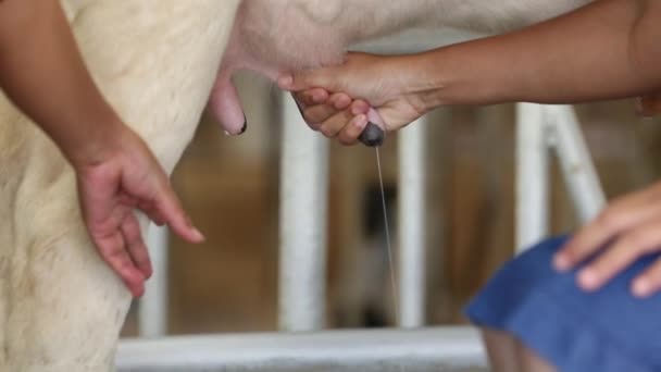 Nahaufnahme einer menschlichen Hand, die eine Kuh melkt, indem sie ihre Brüste massiert — Stockvideo