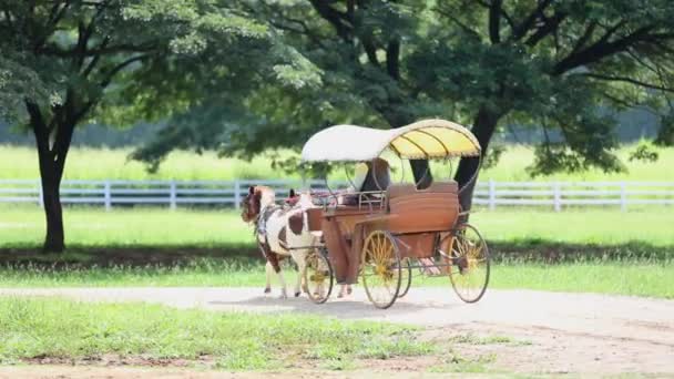 Não identificação no transporte puxado a cavalo na exploração agrícola — Vídeo de Stock