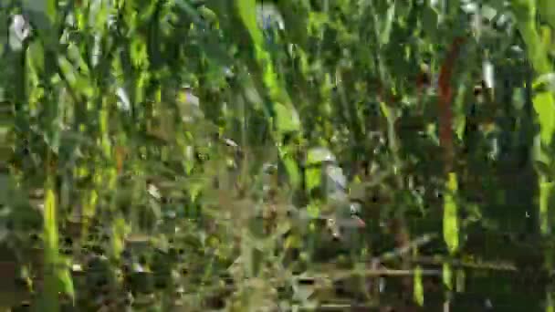 Трава і луг біля дороги для фону — стокове відео