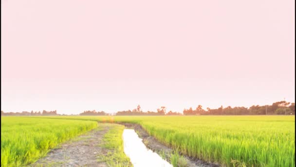 4K Time Lapse belo pôr do sol na fazenda de arroz e nuvens coloridas se movendo no céu — Vídeo de Stock