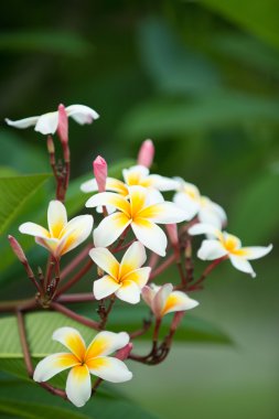 Güzel beyaz ve pembe çöl gül çiçek nat için yakın çekim