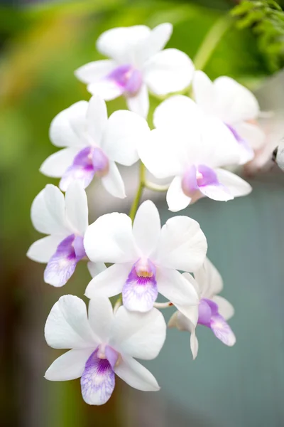 紫色の蘭の花, 蘭, 蘭紫女王 o であります。 — ストック写真