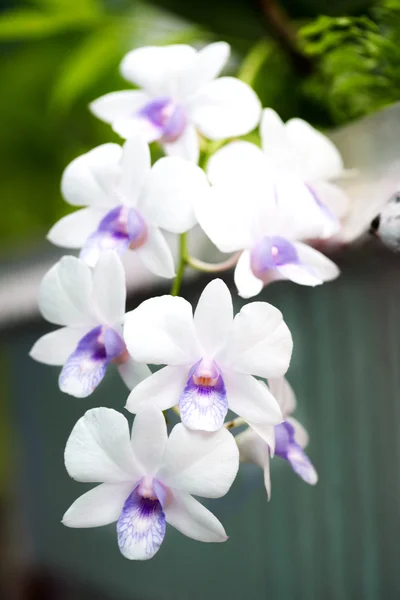 紫色の蘭の花, 蘭, 蘭紫女王 o であります。 — ストック写真