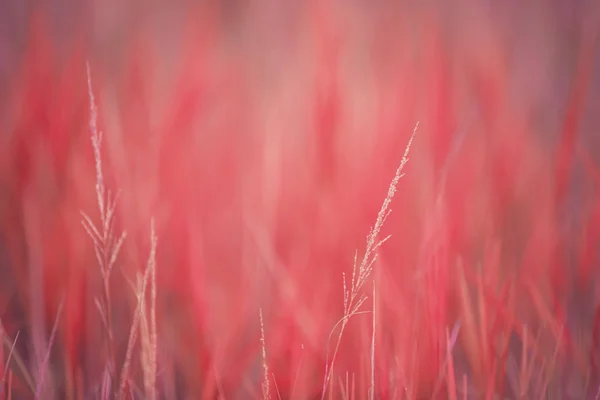 Перфектный красный фон сухими грашами — стоковое фото