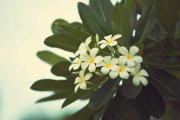 Närbild på tropiska blommor frangipani (plumeria) — Stockfoto