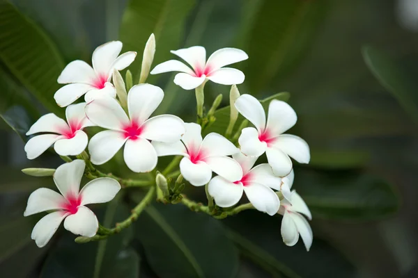 Närbild på tropiska blommor frangipani (plumeria) — Stockfoto