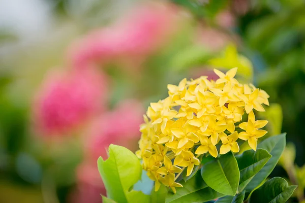 Ixora amarilla floreciendo en el jardín —  Fotos de Stock