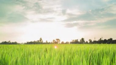 4k zaman atlamalı güzel gün batımı pirinç çiftlik ve renkli bulutlar gökyüzünde hareket