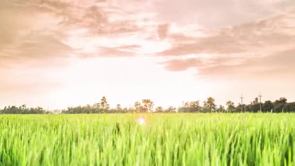 4K Time Lapse Hermosa puesta de sol en la granja de arroz y nubes de colores moviéndose en el cielo — Vídeo de stock