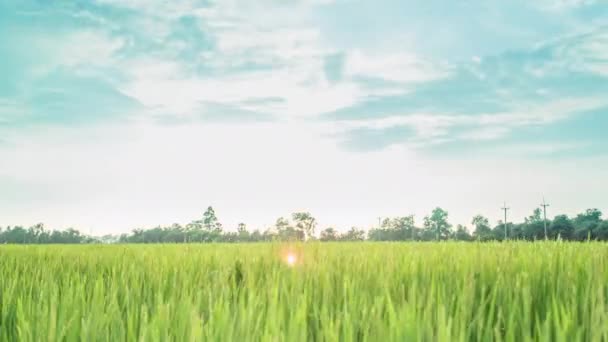 4K Time Lapse Hermosa puesta de sol en la granja de arroz y nubes de colores moviéndose en el cielo — Vídeo de stock