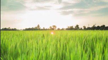 4k zaman atlamalı güzel gün batımı pirinç çiftlik ve hareketli renkli bulutlar