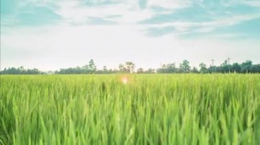 4k zaman atlamalı güzel gün batımı pirinç çiftlik ve hareketli renkli bulutlar