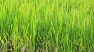 Elektrik direği, pirinç yeşili yüksek gerilim kuleleri dosyaladı .