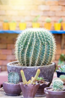 Succulents turuncu pişmiş toprak kap. İskandinav odası iç 