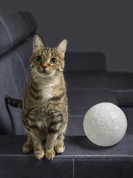 Gato Doméstico Con Ojos Verdes Una Bola Blanca Sobre Fondo —  Fotos de Stock
