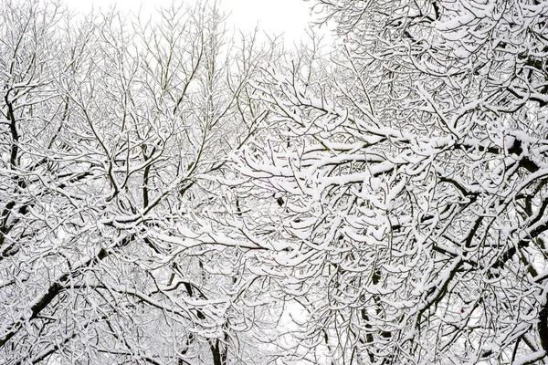 Vinter Park Träd Snö Vid Everning Tid — Stockfoto