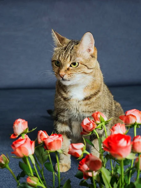 Şirin Yerli Tekir Kedi Pembe Güllerle Mavi Gri Bir Kanepede — Stok fotoğraf